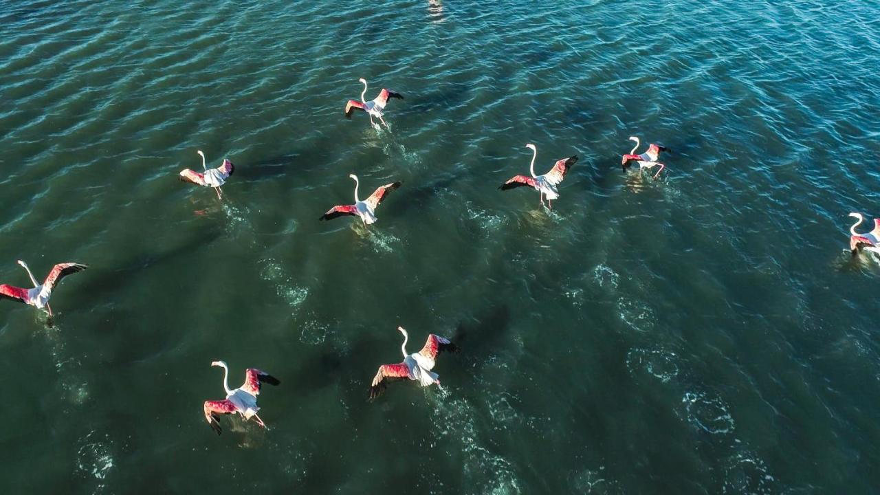 Nuits Salines Aigues-Mortes Exteriér fotografie